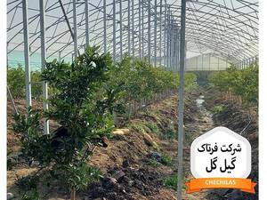 شرکت فرتاک گیل گل