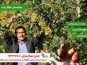 نهالستان گردو و بادام ملک زاده