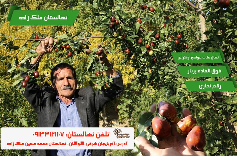 نهالستان گردو و بادام ملک زاده