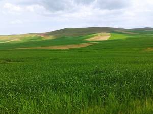 آقا جواتی 