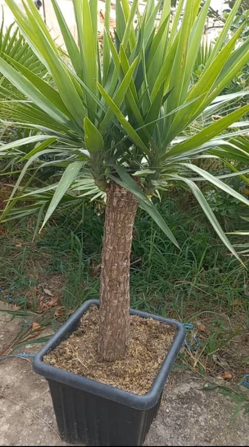 گلکده عابد
