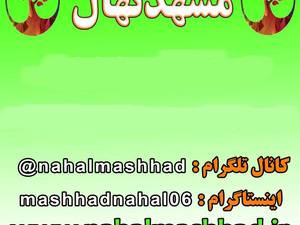 فروش ارقام مختلف نهال، مشهد نهال