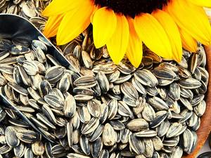 عمده فروشی تخمه آفتابگردان