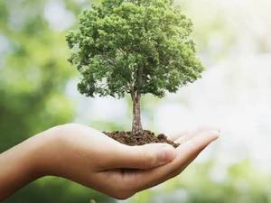 نهالستان سبز نهال حبیبی در میاندواب