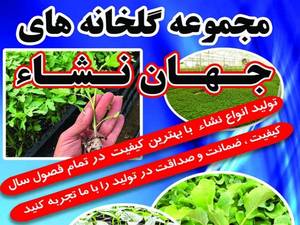 گلخانه جهان نشاء در مرودشت