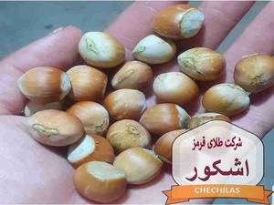 شرکت طلای قرمز اشکور