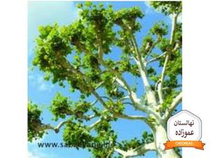 نهالستان عموزاده