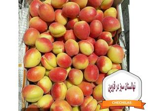 نهالستان سبز در قزوین