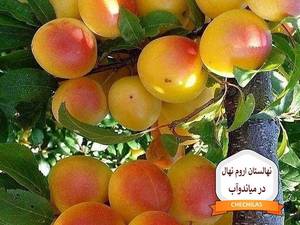نهالستان اروم نهال در میاندوآب