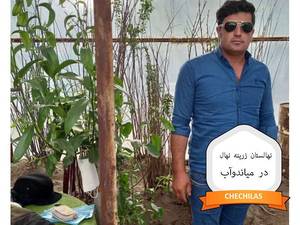 نهالستان زرینه نهال در میاندوآب