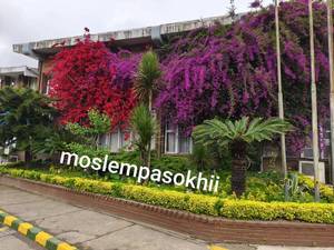 گلخانه پاسخی رشت