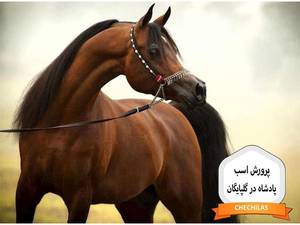 پرورش اسب پادشاه در گلپایگان