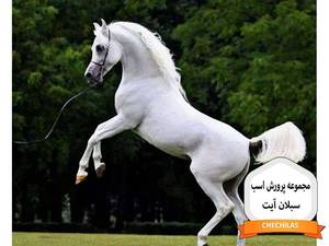 مجموعه پرورش اسب سبلان آیت
