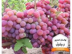 نهالستان احمدپور در میاندوآب