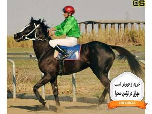 خرید و فروش اسب مهرانی در ترکمن صحرا