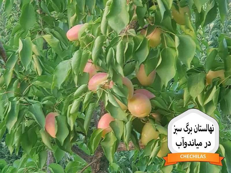 نهالستان برگ سبز در میاندوآب