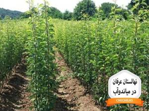 نهالستان عرفان در میاندوآب