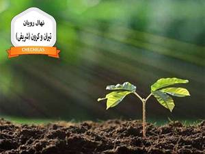 نهال رویان تیران و کرون (شریفی)