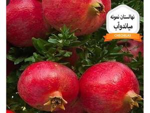 نهالستان نمونه میاندوآب
