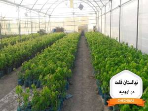 نهالستان محبوبی در ارومیه