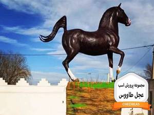 مجموعه پرورش اسب عجل طاووس