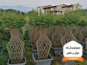 مجتمع تولیدی گل و گیاه نجاتی در تنکابن