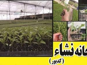 گلخانه نشا کدیور همدان