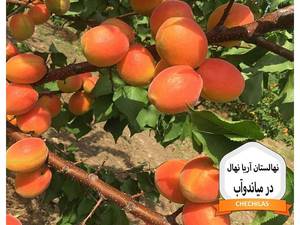 نهالستان آریا نهال در میاندوآب
