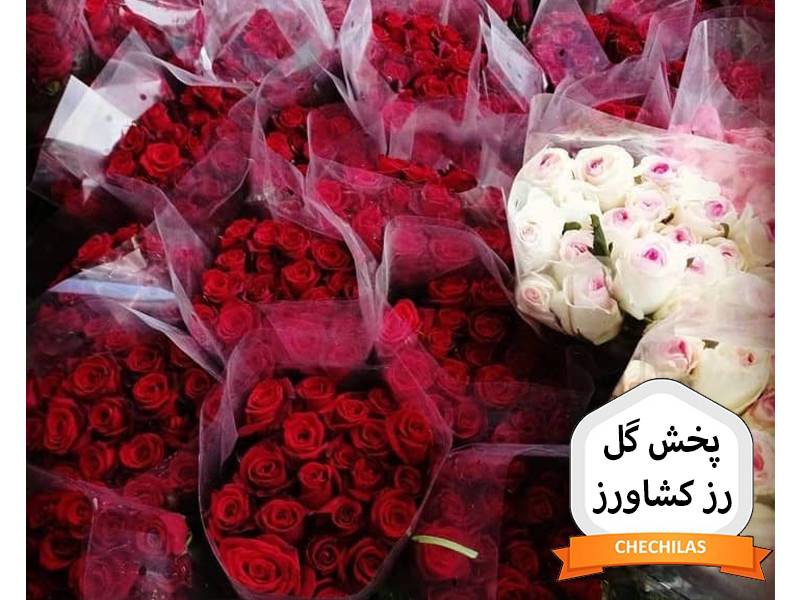 پخش گل رز کشاورز