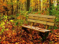 ۷ مقصد گردشگری جنگلی و کویری مناسب پاییز