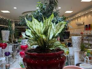 گل آپارتمانی آگلونما 