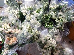 پرورش گل رز هلندی سفید در گلخانه