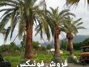 فروش درخت فونیکس  در مازندران