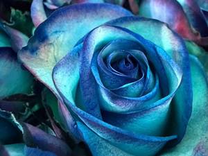 فروش عمده گل رز سامورایی در کشور