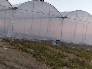 ساخت انواع گلخانه های ایرانی و خارجی