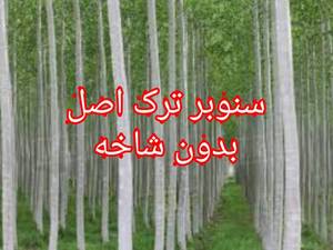 سنوبر.صنوبراسراعیلی یکساله و دوساله