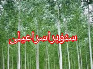 فروش نهال سنوبر اسراعیلی 