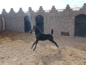 اسب شاهپور از تبار سلطان گنبد