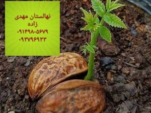 خریدنهال گردوژنوتیپ رویال امیر قیمت ۱۴۰۱