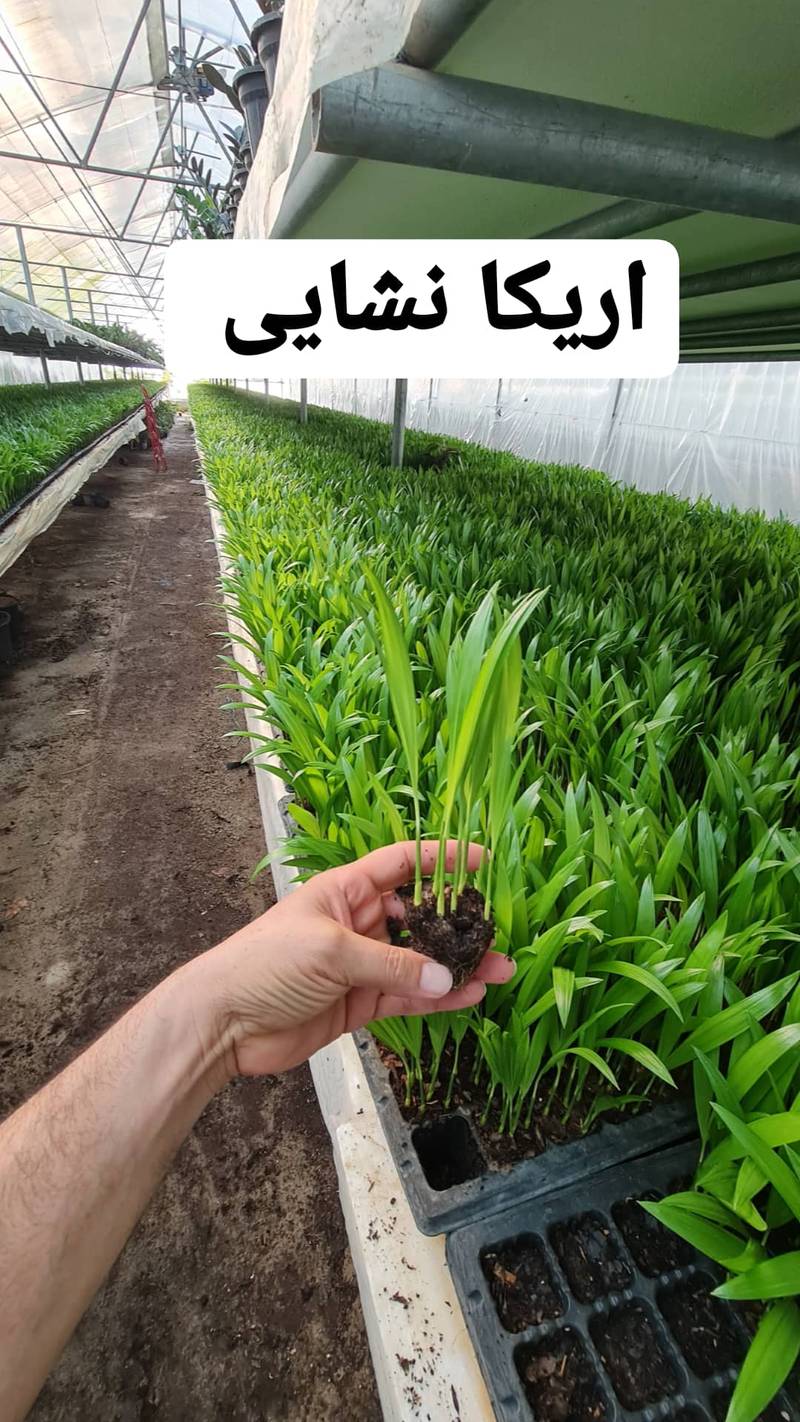اریکا نشایی در مازندران