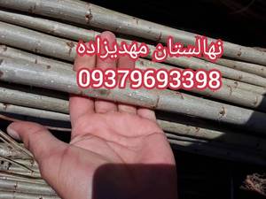 فروش سنوبر اسرائیلی درهشترود