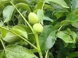 خریدنهال گردو ژنوتیپ ممتاز
