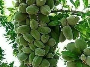 نهال بادام آذر شکوفه خوشه ای 