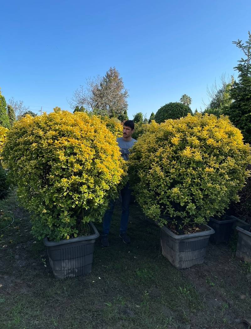 عرضه شمشاد طلایی