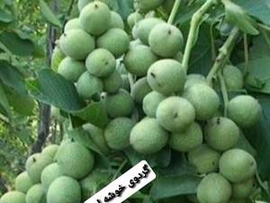 نهال گردو اصلاح شده