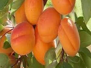 نهال فروشی رویال نهال مهدیزاده