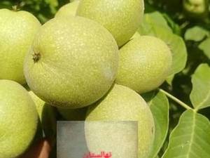 نهالستان برتر مهدیزاده 