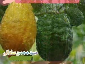 عرضه نهال بالنگ 