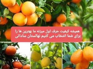 انواع نهال با کیفیت مثمر و غیر مثمر