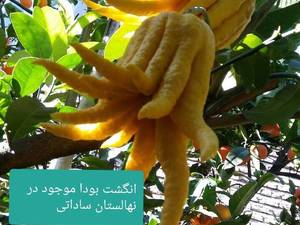 نهال خونی موزی  یا نهال کشیده